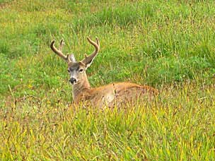Columbian black-tailed deer (<em>Odocoileus hemionus columbianus</em>) buck at Hurricane Ridge, Olympic National Park, Washington