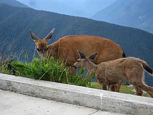 Columbian black-tailed deer (<em>Odocoileus hemionus columbianus</em>) doe and fawn at Hurricane Ridge, Olympic National Park, Washington