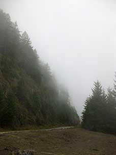 Fog on the way down from Hurricane Ridge, Olympic National Park, Washington