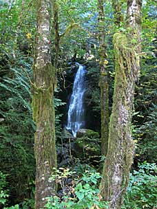 Merriman Falls near Quinault River, Washington