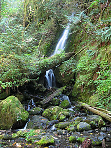 Merriman Falls near Quinault River, Washington