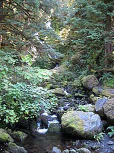 Bunch Creek Falls near Quinault River, Washington