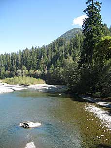 Quinault River, Olympic National Park, Washington