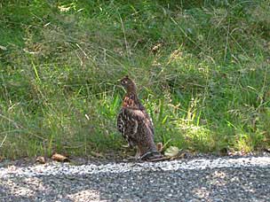 Sooty Grouse (<em>Dendragapus fuliginosus</em>), Olympic National Park, Washington