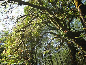Kestner Homestead Trail, Olympic National Park, Washington
