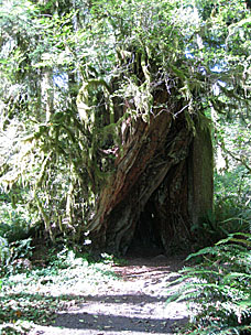 Kestner Homestead Trail, Olympic National Park, Washington