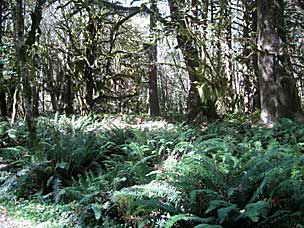 Kestner Homestead Trail, Olympic National Park, Washington