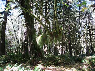 Kestner Homestead Trail, Olympic National Park, Washington