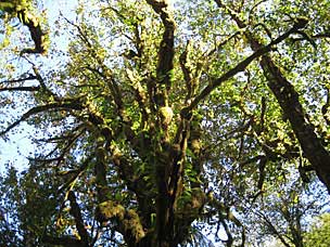 Kestner Homestead Trail, Olympic National Park, Washington
