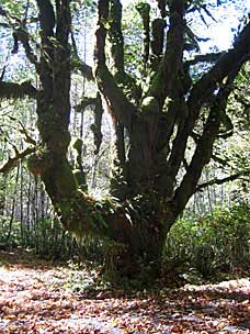 Kestner Homestead Trail, Olympic National Park, Washington