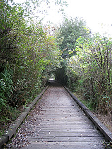 Boardwalk at Grays Harbor National Wildlife Refuge, Hoquiam, Washington