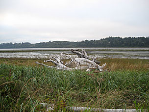 Grays Harbor National Wildlife Refuge, Hoquiam, Washington
