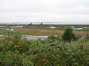 Columbian black-tailed deer (<em>Odocoileus hemionus columbianus</em>) at Grays Harbor National Wildlife Refuge, Hoquiam, Washington