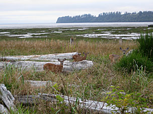Columbian black-tailed deer (<em>Odocoileus hemionus columbianus</em>) at Grays Harbor National Wildlife Refuge, Hoquiam, Washington
