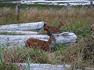 Columbian black-tailed deer (<em>Odocoileus hemionus columbianus</em>) at Grays Harbor National Wildlife Refuge, Hoquiam, Washington