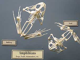 Bullfrog and Toad skeletons at Museum of Osteology