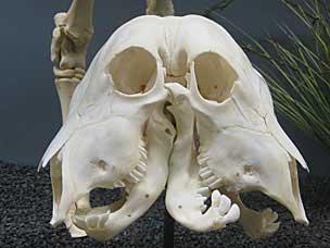Deformed calf skull at Museum of Osteology
