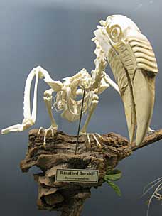 Wreathed Hornbill skeleton at Museum of Osteology