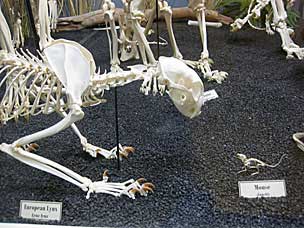 European Lynx and Mouse skeletons at Museum of Osteology