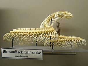Diamondback Rattlesnake skeleton at Museum of Osteology
