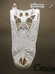 American Alligator skull at Museum of Osteology