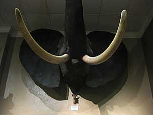 African Elephant and Kirk's Dik-dik from Kenya, Woolaroc Museum