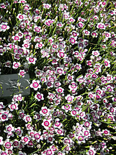 Dianthus 'Arctic Fire' (<em>Dianthus gratianopolitanus</em>) at Oregon Garden