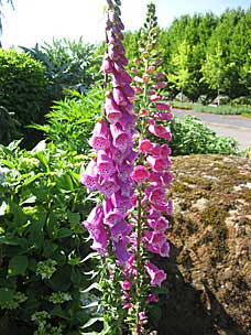 Foxglove (probably <em>Digitalis purpurea</em>) at Oregon Garden