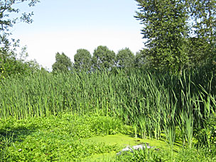 Wetlands at Oregon Garden