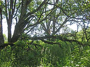 Oak Grove at Oregon Garden