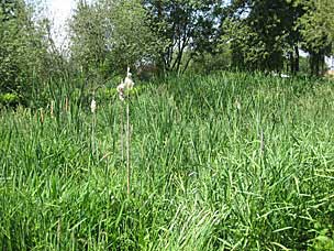 Wetlands at Oregon Garden
