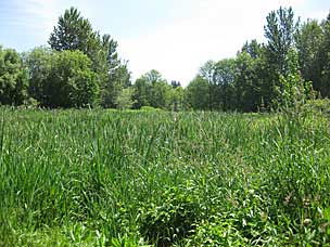 Wetlands at Oregon Garden