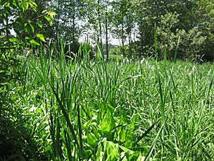 Wetlands at Oregon Garden