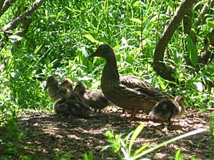 Duck family at Oregon Garden