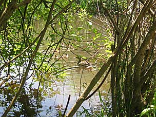 Duck family at Oregon Garden