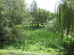 Wetlands at Oregon Garden